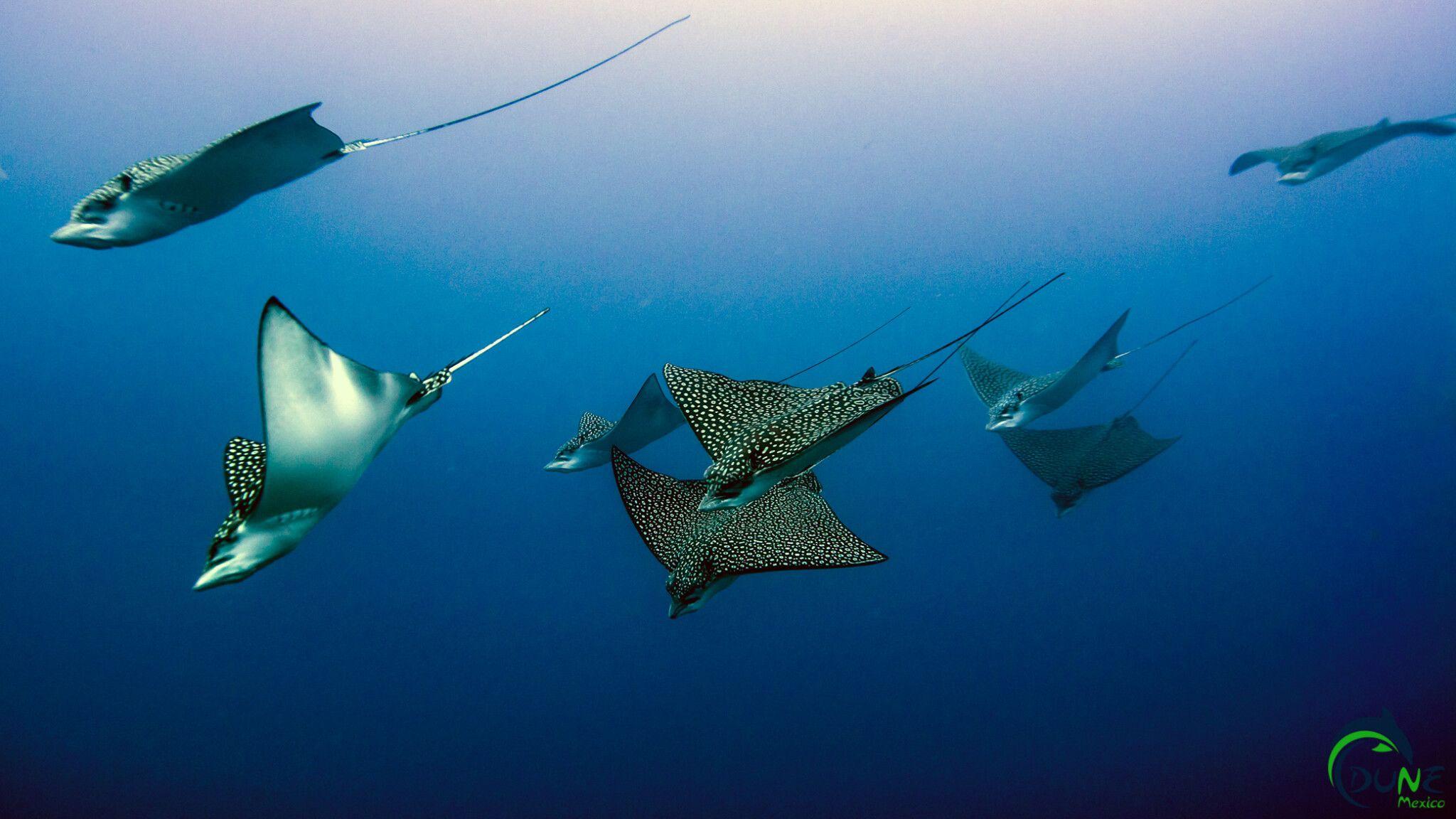Rays  - © Dune Mexico 