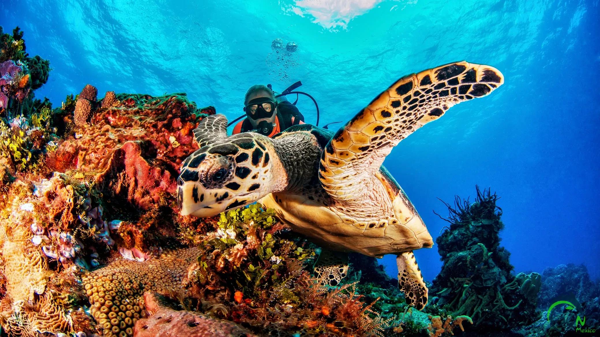 corales - © dune mexico