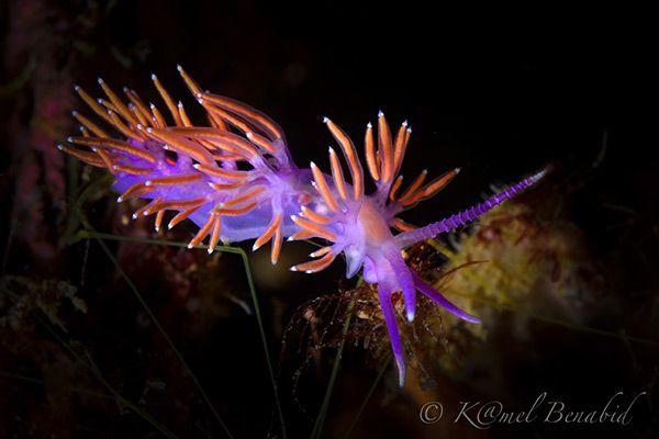 Nudibranche